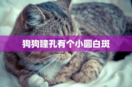 狗狗瞳孔有個小圓白斑