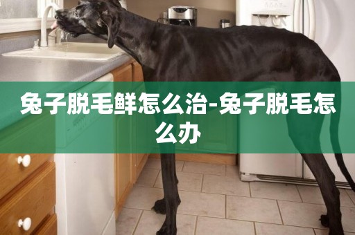 兔子脫毛鮮怎么治-兔子脫毛怎么辦