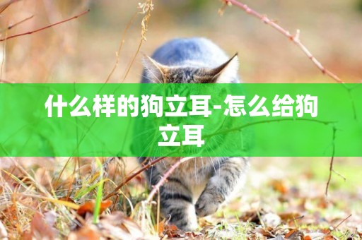 什么樣的狗立耳-怎么給狗立耳