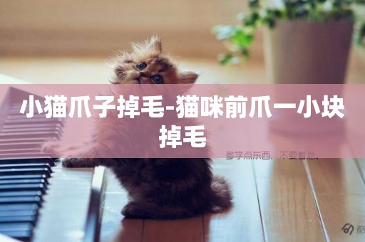 小貓爪子掉毛-貓咪前爪一小塊掉毛