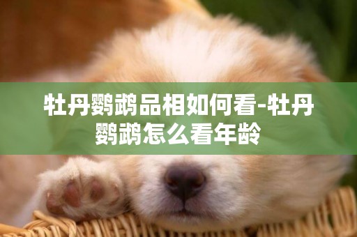 牡丹鸚鵡品相如何看-牡丹鸚鵡怎么看年齡