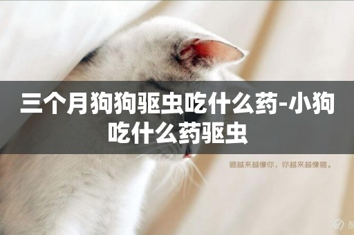 三個月狗狗驅蟲吃什么藥-小狗吃什么藥驅蟲
