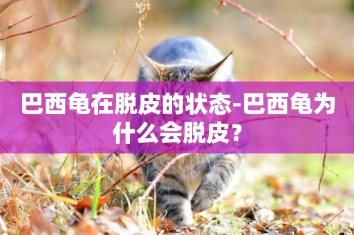 巴西龜在脫皮的狀態-巴西龜為什么會脫皮？