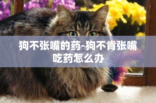狗不張嘴的藥-狗不肯張嘴吃藥怎么辦