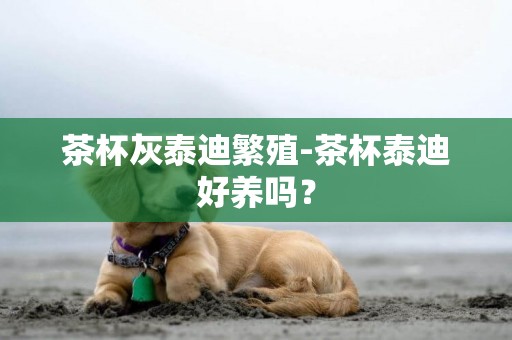 茶杯灰泰迪繁殖-茶杯泰迪好養嗎？