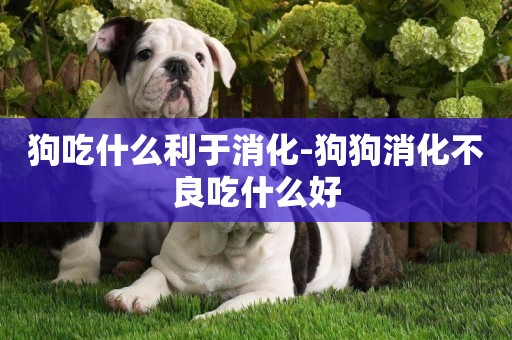 狗吃什么利于消化-狗狗消化不良吃什么好