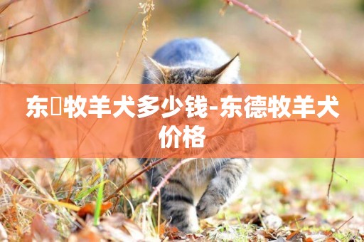 東徳牧羊犬多少錢-東德牧羊犬價格