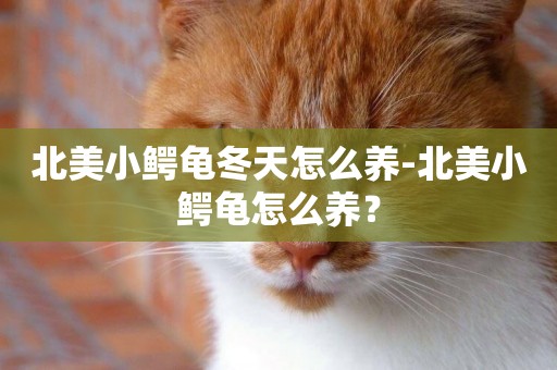 北美小鱷龜冬天怎么養-北美小鱷龜怎么養？