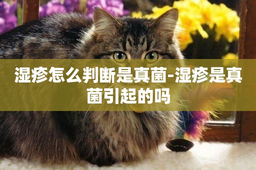 濕疹怎么判斷是真菌-濕疹是真菌引起的嗎