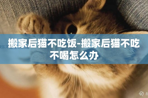 搬家后貓不吃飯-搬家后貓不吃不喝怎么辦