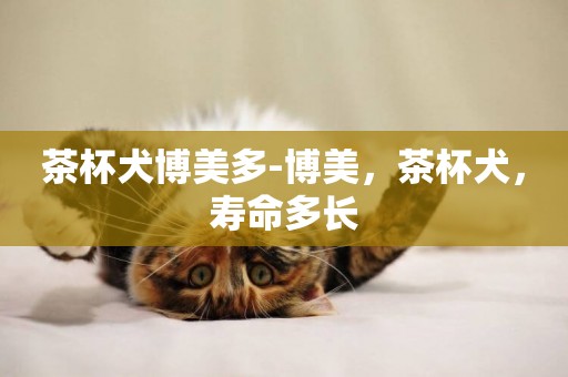 茶杯犬博美多-博美，茶杯犬，壽命多長