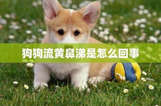 狗狗流黃鼻涕是怎么回事