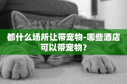 都什么場所讓帶寵物-哪些酒店可以帶寵物？