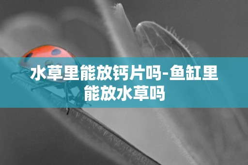 水草里能放鈣片嗎-魚缸里能放水草嗎