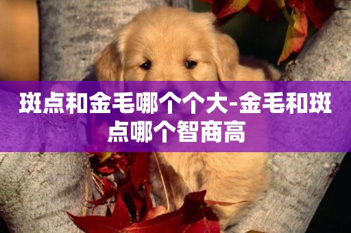 斑點和金毛哪個個大-金毛和斑點哪個智商高