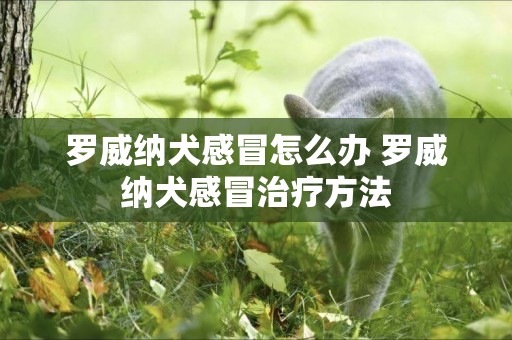 羅威納犬感冒怎么辦 羅威納犬感冒治療方法