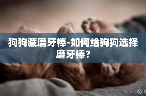 狗狗藏磨牙棒-如何給狗狗選擇磨牙棒？