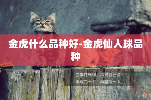 金虎什么品種好-金虎仙人球品種