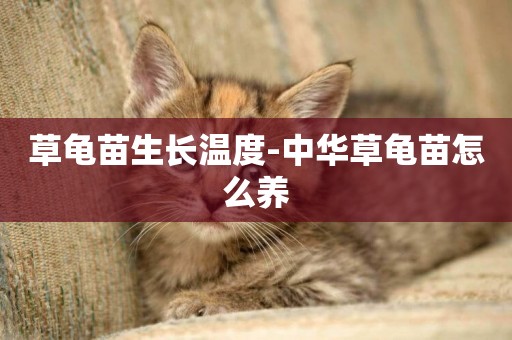 草龜苗生長溫度-中華草龜苗怎么養