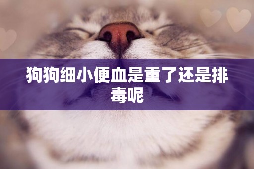狗狗細小便血是重了還是排毒呢