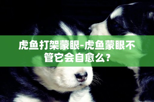虎魚打架蒙眼-虎魚蒙眼不管它會自愈么？
