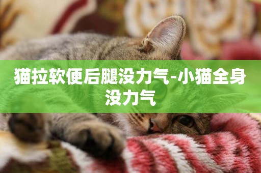 貓拉軟便后腿沒力氣-小貓全身沒力氣