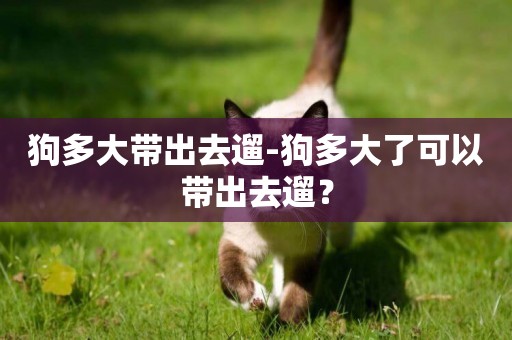 狗多大帶出去遛-狗多大了可以帶出去遛？