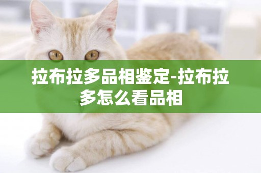 拉布拉多品相鑒定-拉布拉多怎么看品相