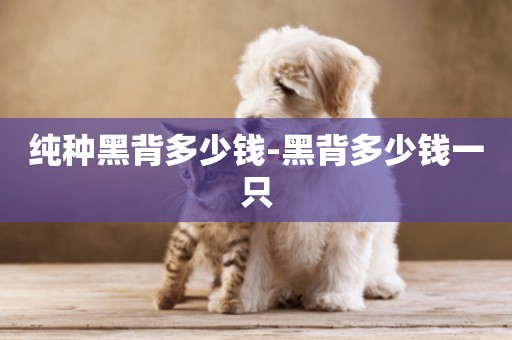 純種黑背多少錢-黑背多少錢一只