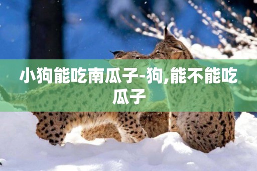 小狗能吃南瓜子-狗,能不能吃瓜子