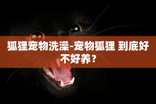 狐貍寵物洗澡-寵物狐貍 到底好不好養？