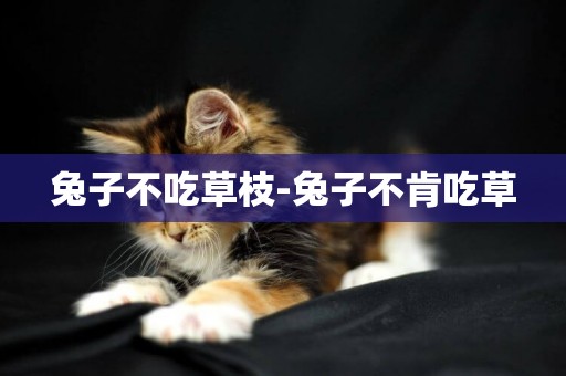 兔子不吃草枝-兔子不肯吃草