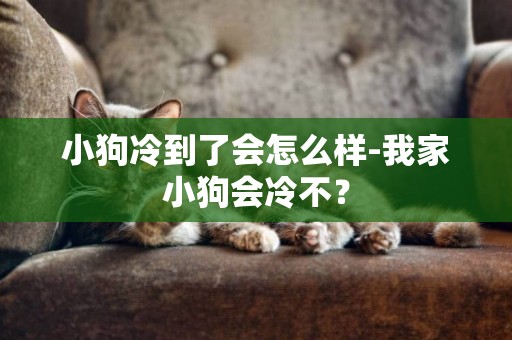 小狗冷到了會怎么樣-我家小狗會冷不？