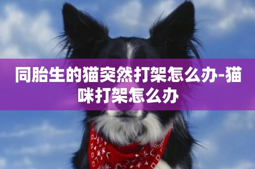 同胎生的貓突然打架怎么辦-貓咪打架怎么辦