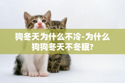 狗冬天為什么不冷-為什么狗狗冬天不冬眠?