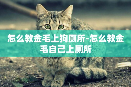 怎么教金毛上狗廁所-怎么教金毛自己上廁所