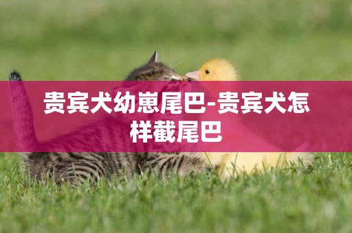 貴賓犬幼崽尾巴-貴賓犬怎樣截尾巴
