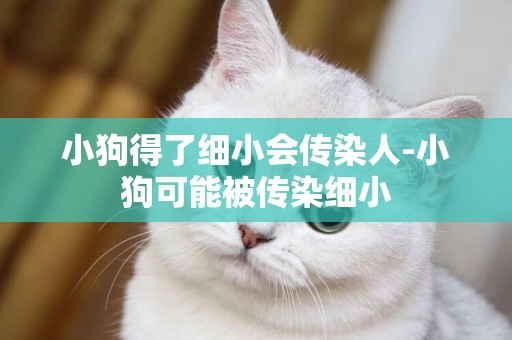 小狗得了細小會傳染人-小狗可能被傳染細小