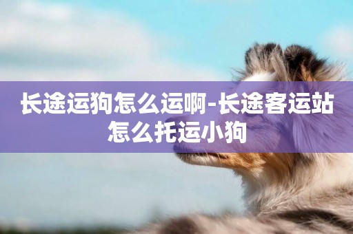 長途運狗怎么運啊-長途客運站怎么托運小狗