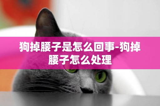 狗掉腰子是怎么回事-狗掉腰子怎么處理