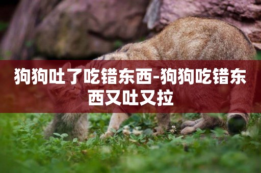 狗狗吐了吃錯東西-狗狗吃錯東西又吐又拉