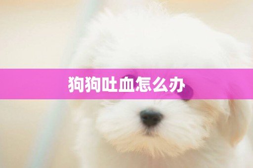 狗狗吐血怎么辦