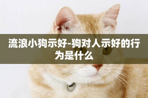 流浪小狗示好-狗對人示好的行為是什么