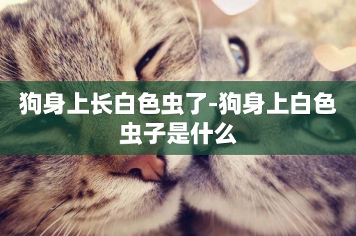 狗身上長白色蟲了-狗身上白色蟲子是什么