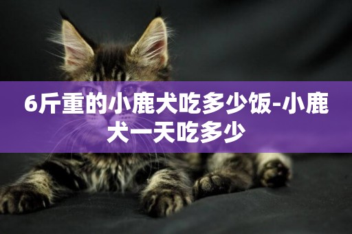 6斤重的小鹿犬吃多少飯-小鹿犬一天吃多少