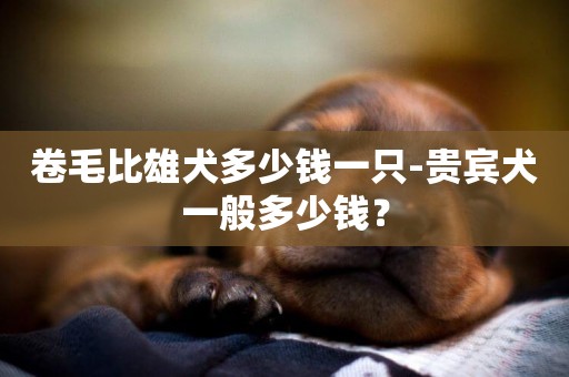 卷毛比雄犬多少錢一只-貴賓犬一般多少錢？