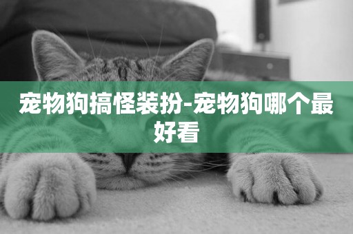 寵物狗搞怪裝扮-寵物狗哪個最好看