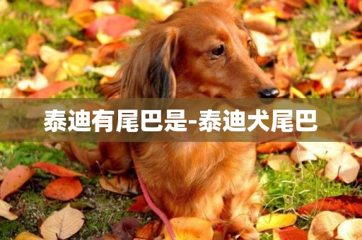 泰迪有尾巴是-泰迪犬尾巴