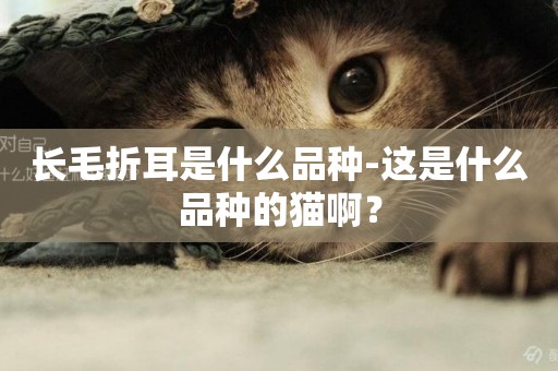 長毛折耳是什么品種-這是什么品種的貓啊？