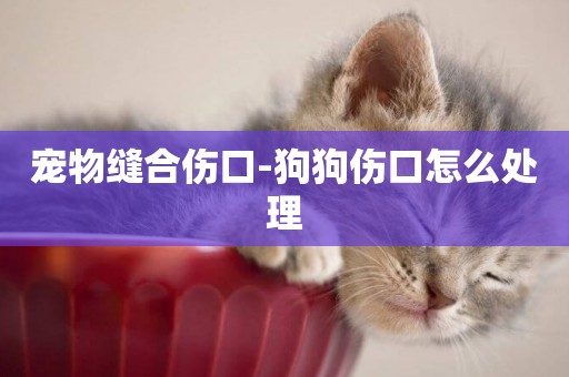 寵物縫合傷口-狗狗傷口怎么處理